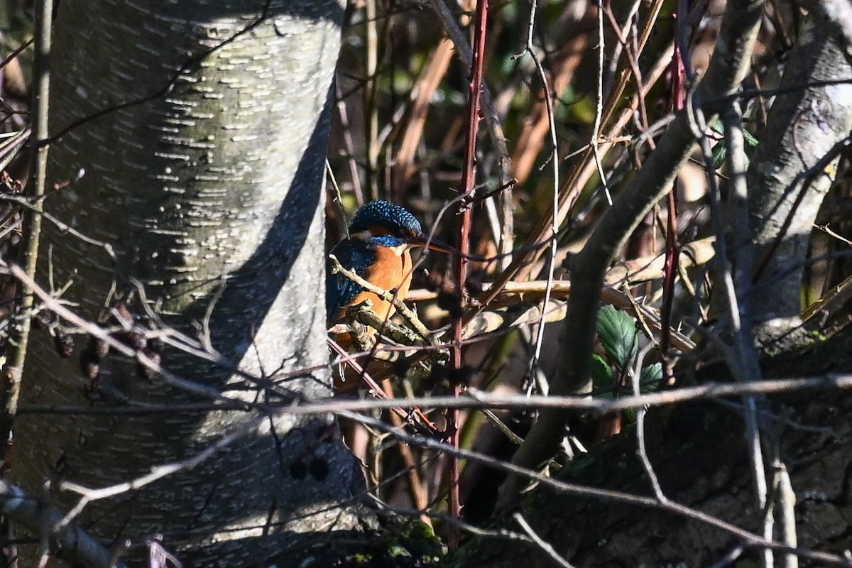 Common Kingfisher - ML646853413