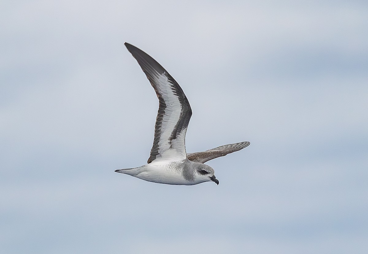 Black-winged Petrel - ML646853414