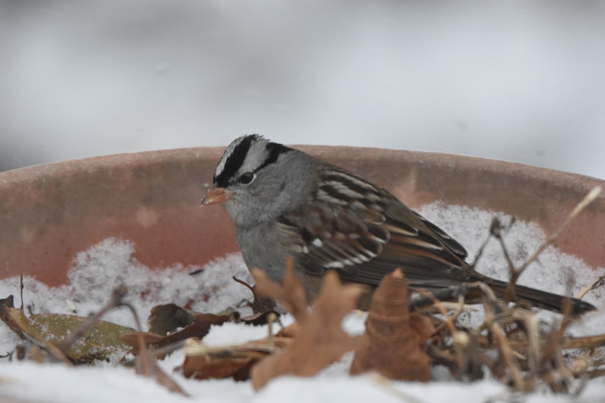 Dachsammer (leucophrys) - ML646853415