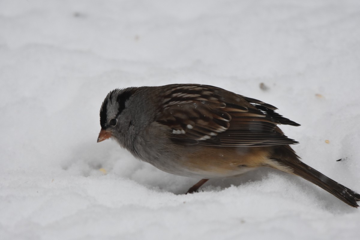 Dachsammer (leucophrys) - ML646853416