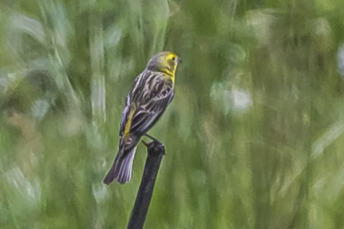 Короткоклювый зерноед - ML646853417