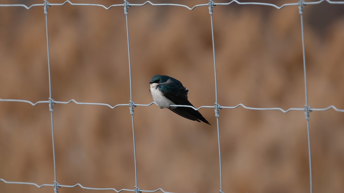 Tree Swallow - ML646853418