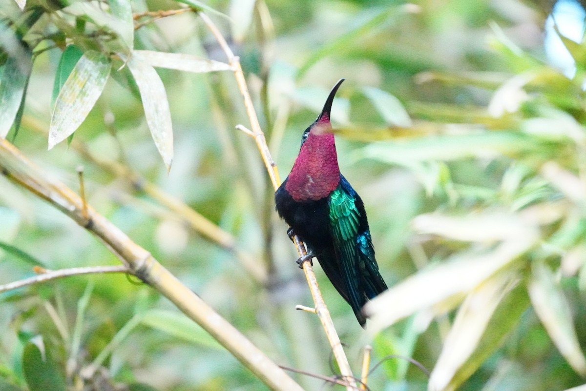 Purple-throated Carib - ML646853420