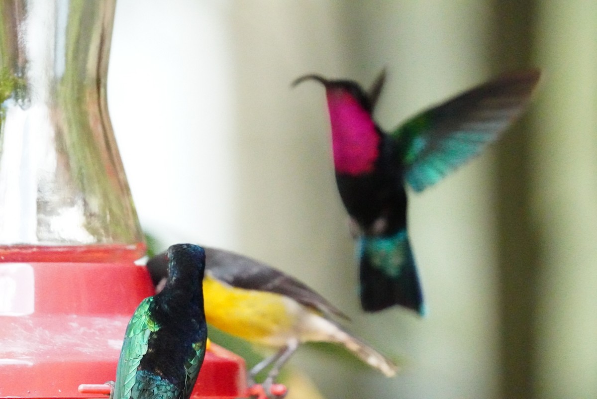 Purple-throated Carib - ML646853421