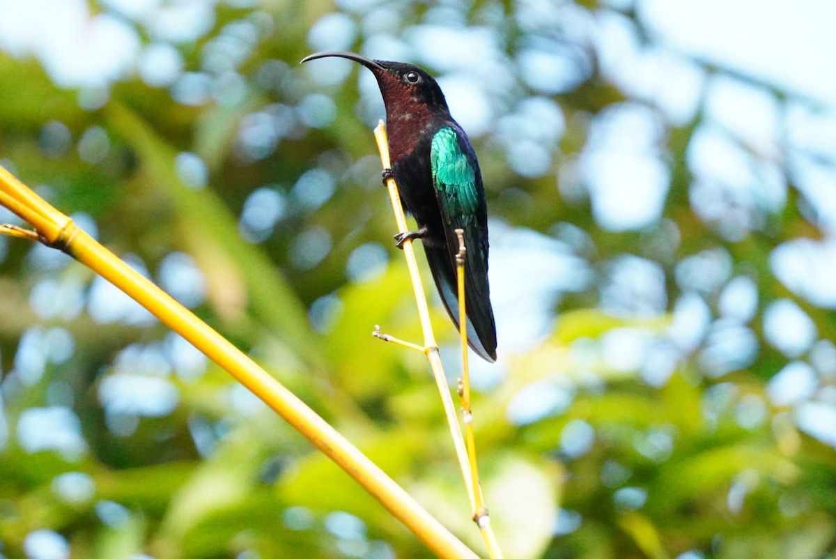 Purple-throated Carib - ML646853422