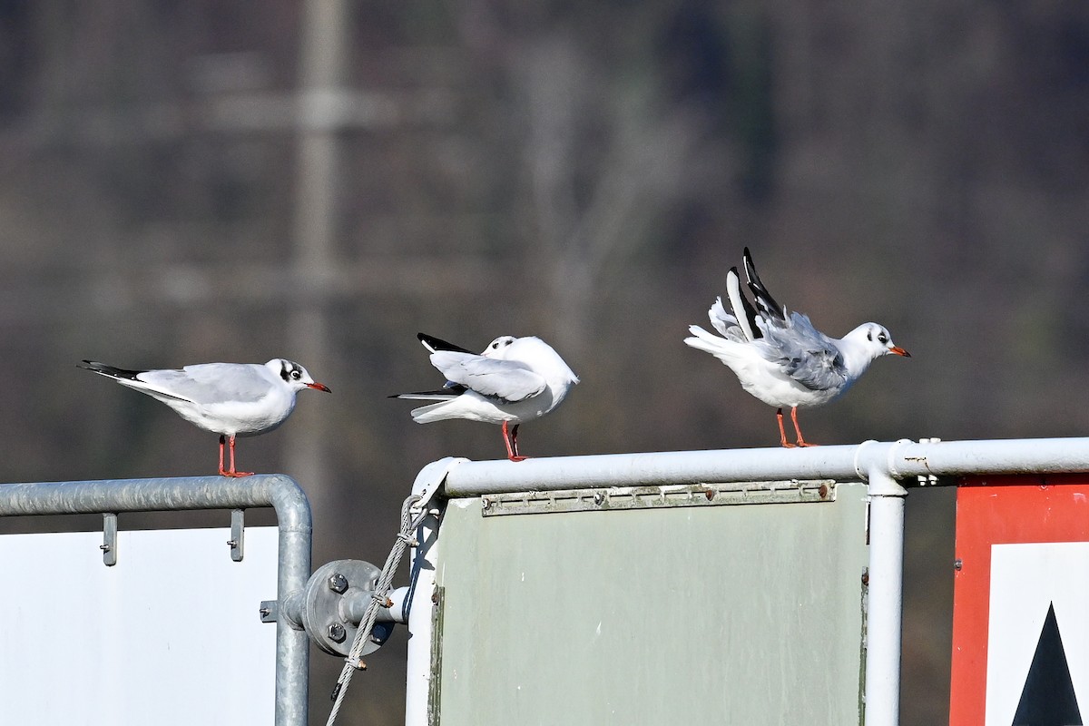 Black-headed Gull - ML646853424