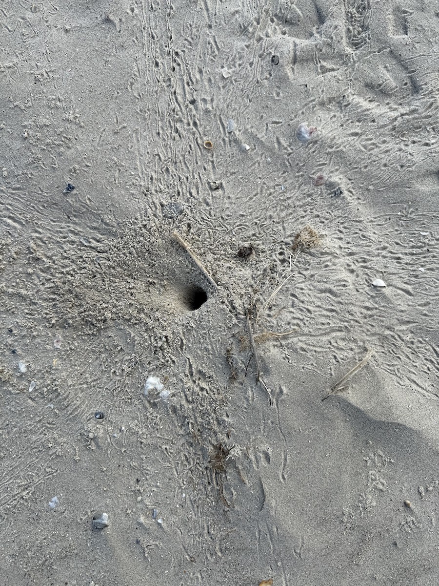 Ghost Crabs - ML646853425