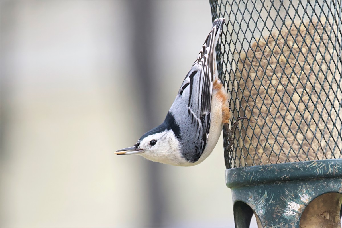 Sittelle à poitrine blanche - ML646853427