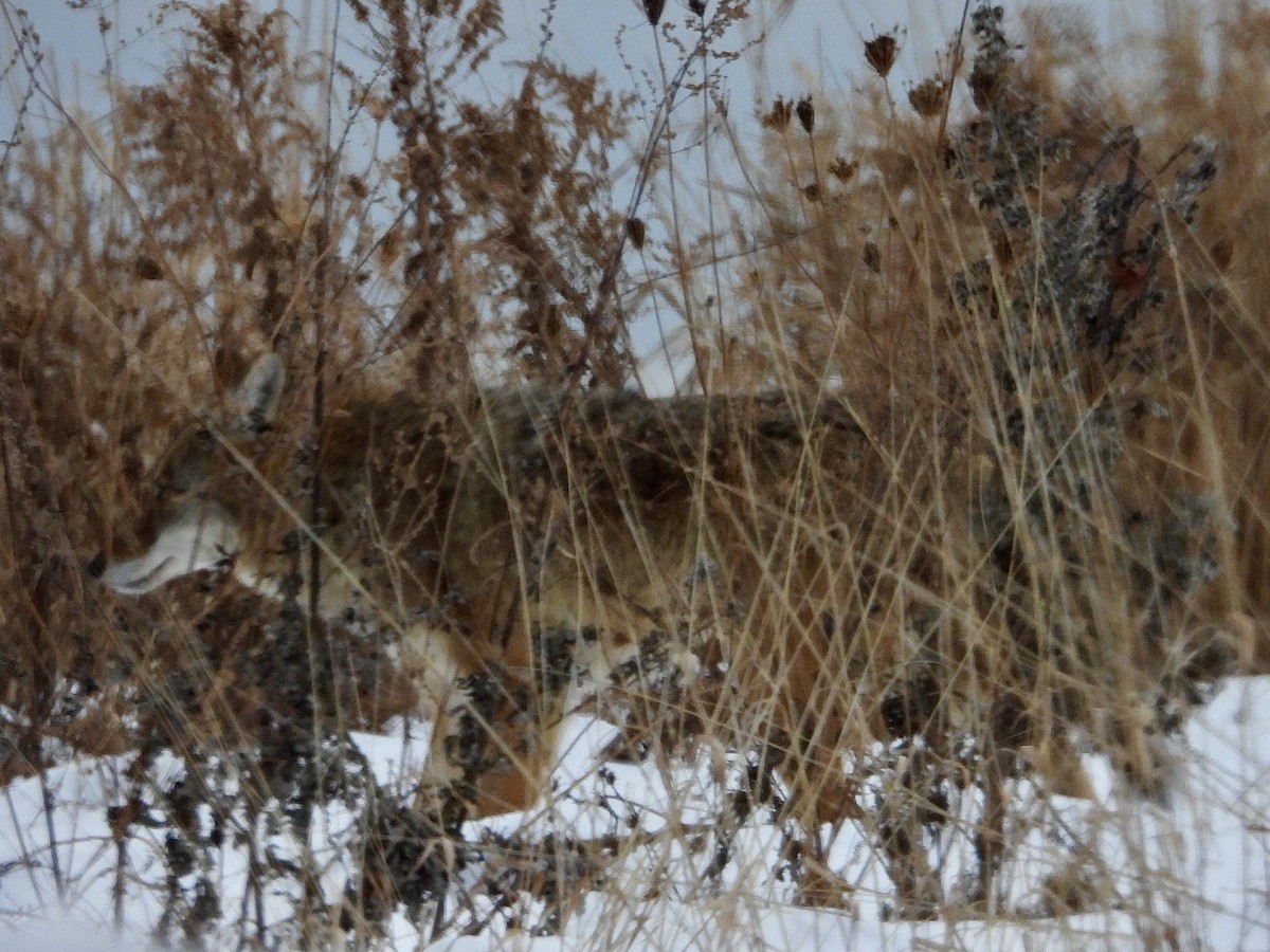 kır kurdu - ML646853428