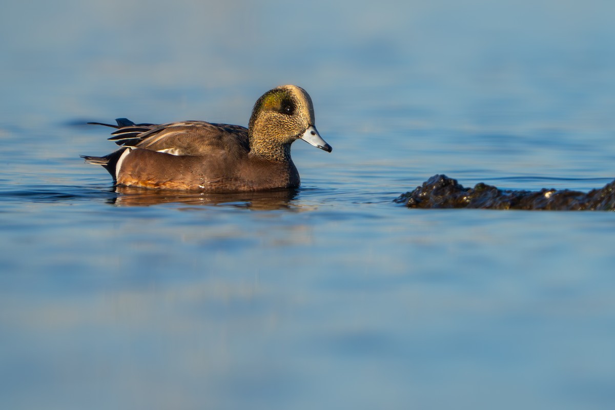 hvízdák americký - ML646853436