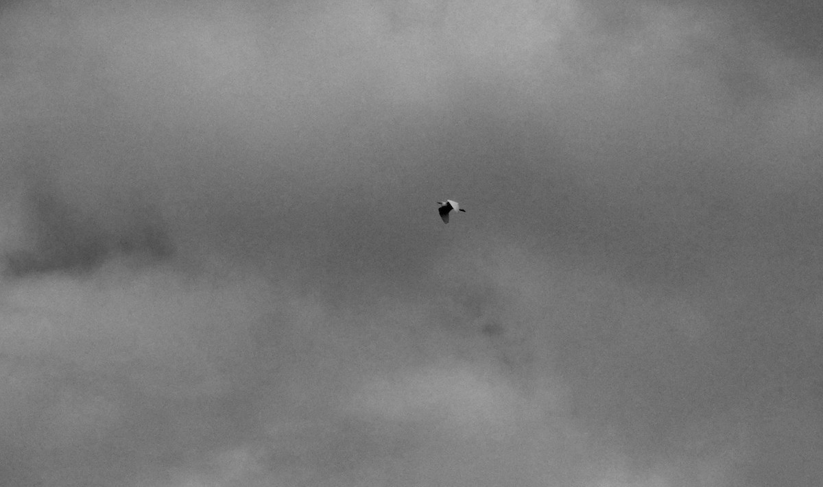 Aigrette garzette - ML646853443