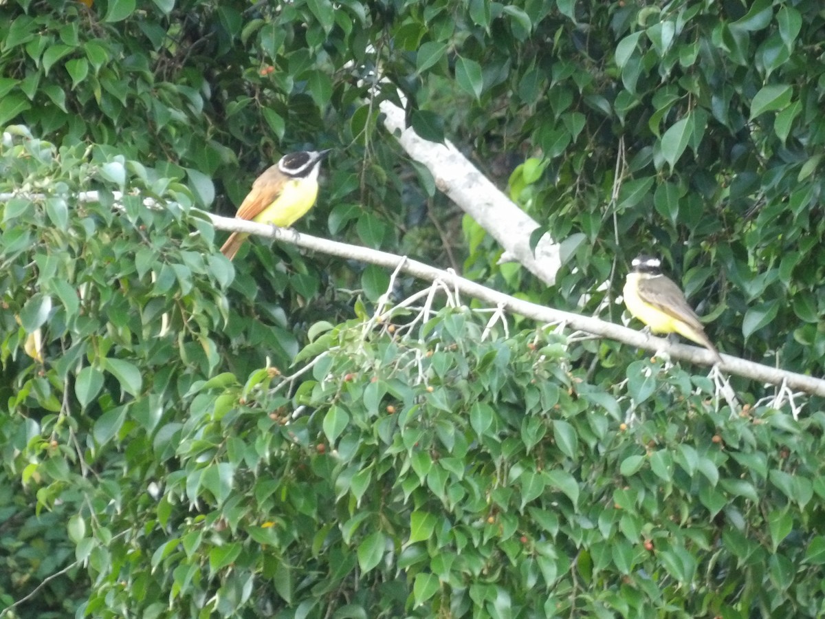 Пітанга-великодзьоб (підвид pitangua) - ML646853444