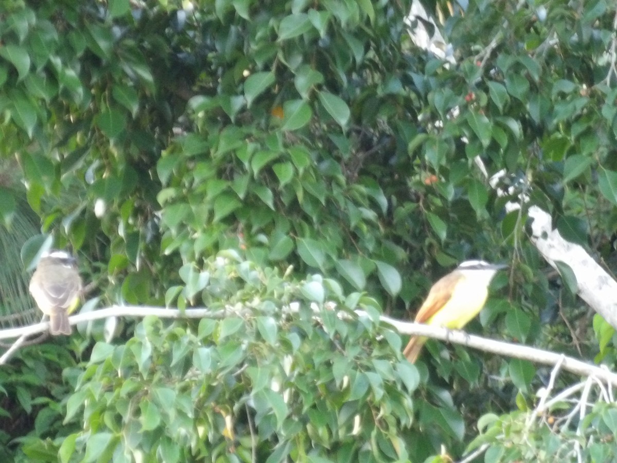 Пітанга-великодзьоб (підвид pitangua) - ML646853445