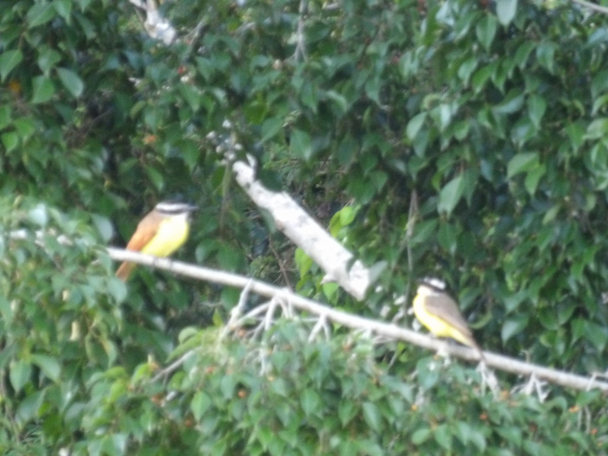 Пітанга-великодзьоб (підвид pitangua) - ML646853446