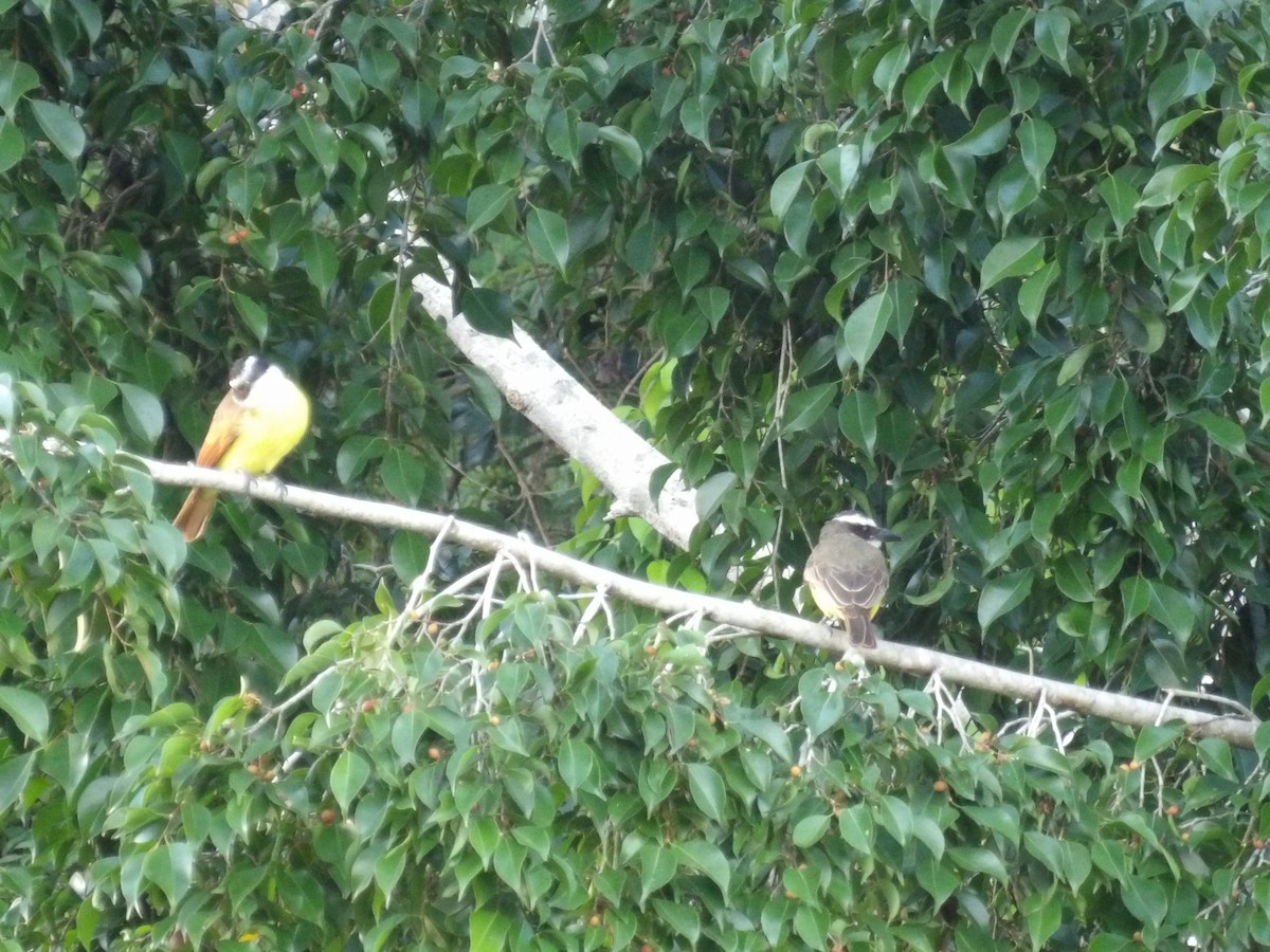 Пітанга-великодзьоб (підвид pitangua) - ML646853448