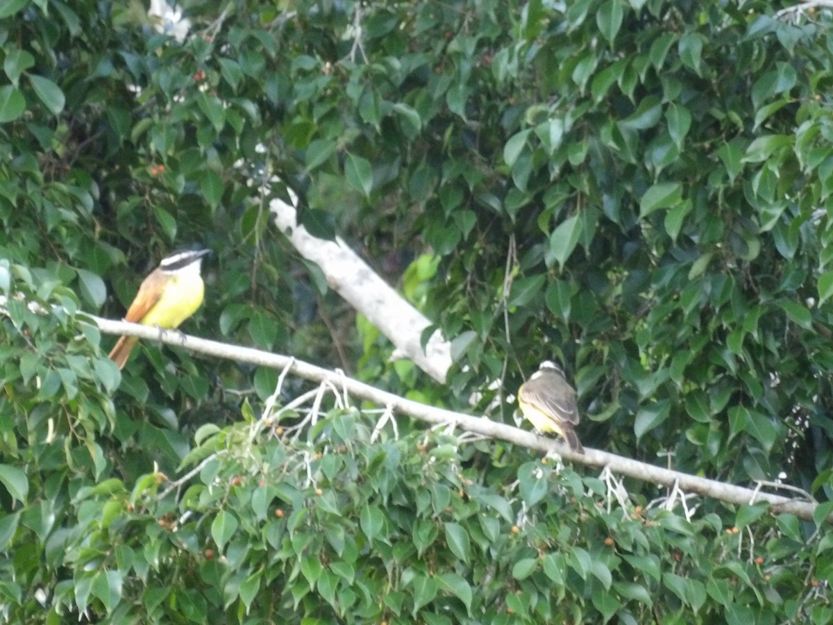 Пітанга-великодзьоб (підвид pitangua) - ML646853449