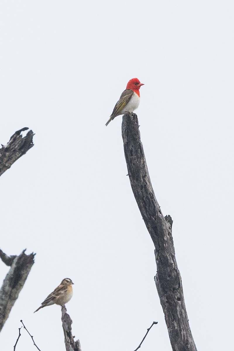 Red-headed Weaver (Southern) - ML646853450