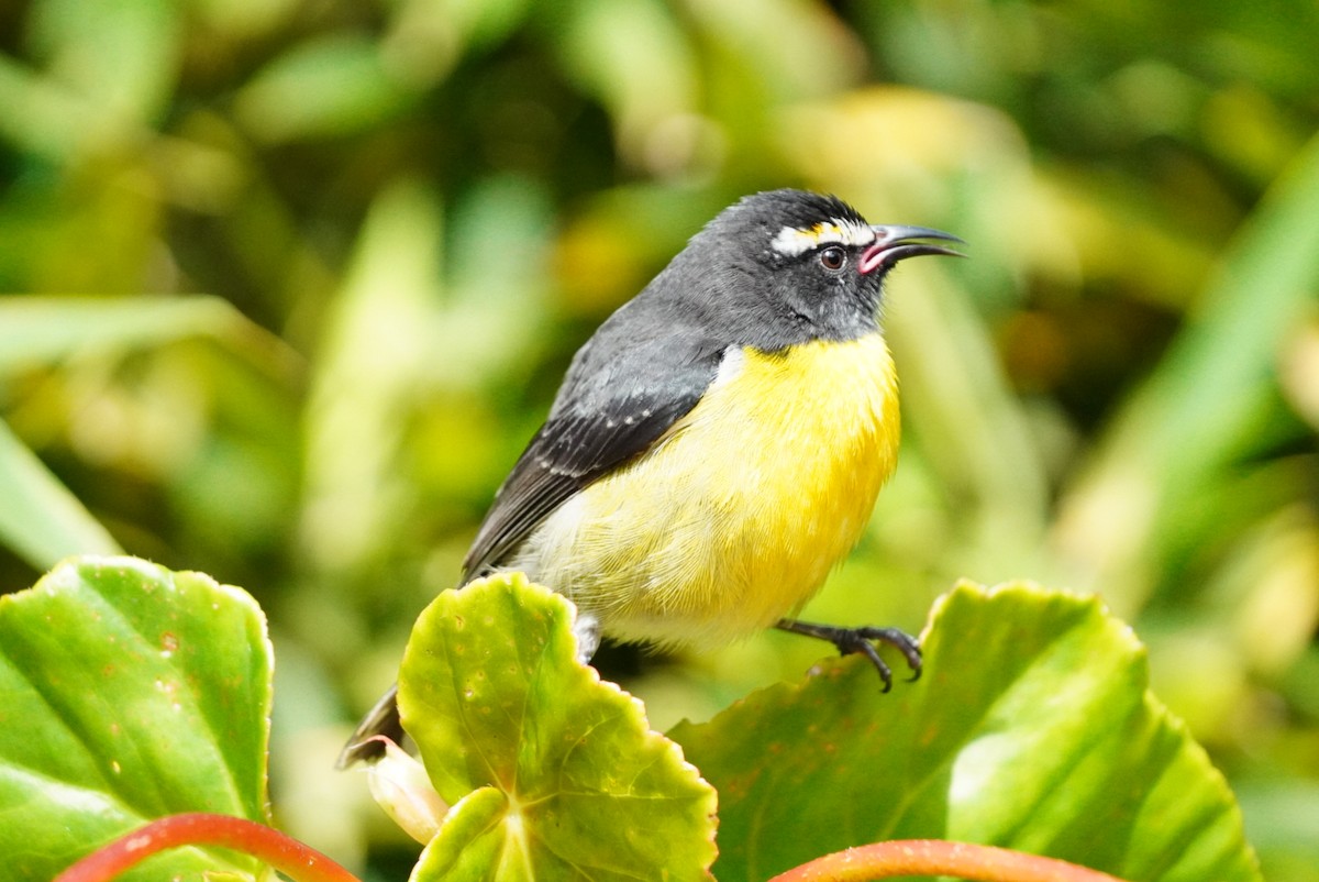 Sucrier à ventre jaune - ML646853451