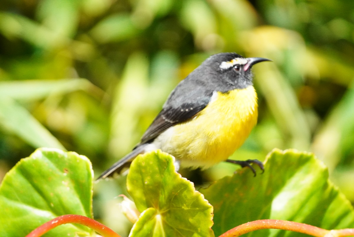 Sucrier à ventre jaune - ML646853452
