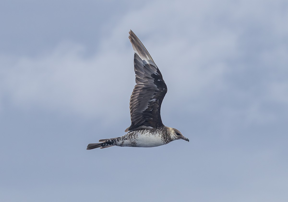 Pomarine Jaeger - ML646853454