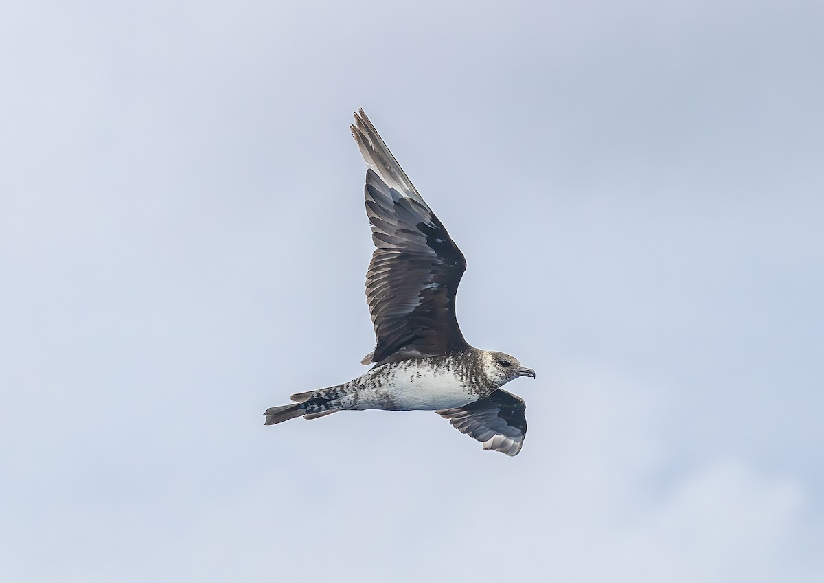 Pomarine Jaeger - ML646853455