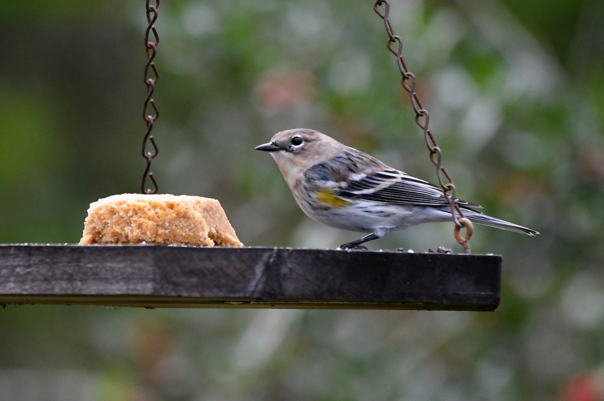 Пісняр-лісовик жовтогузий - ML646853458