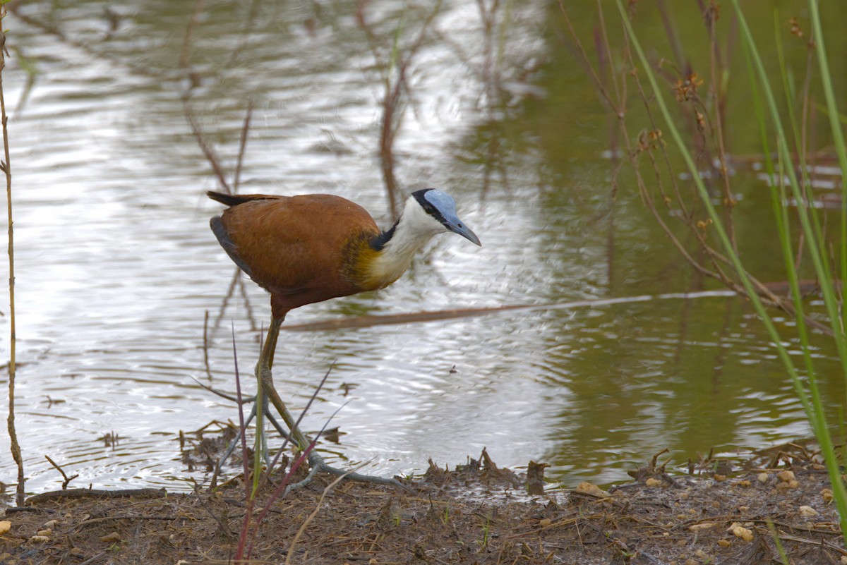Blaustirn-Blatthühnchen - ML646853459