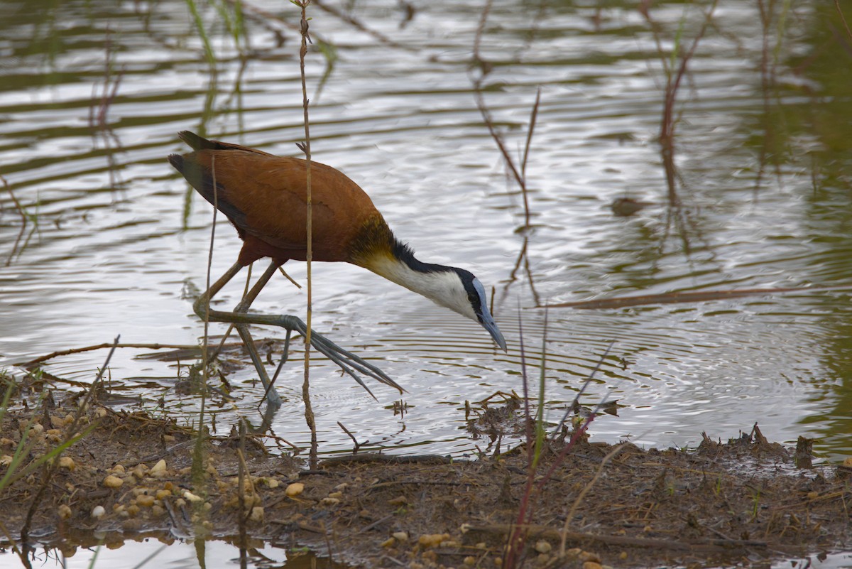 Blaustirn-Blatthühnchen - ML646853461