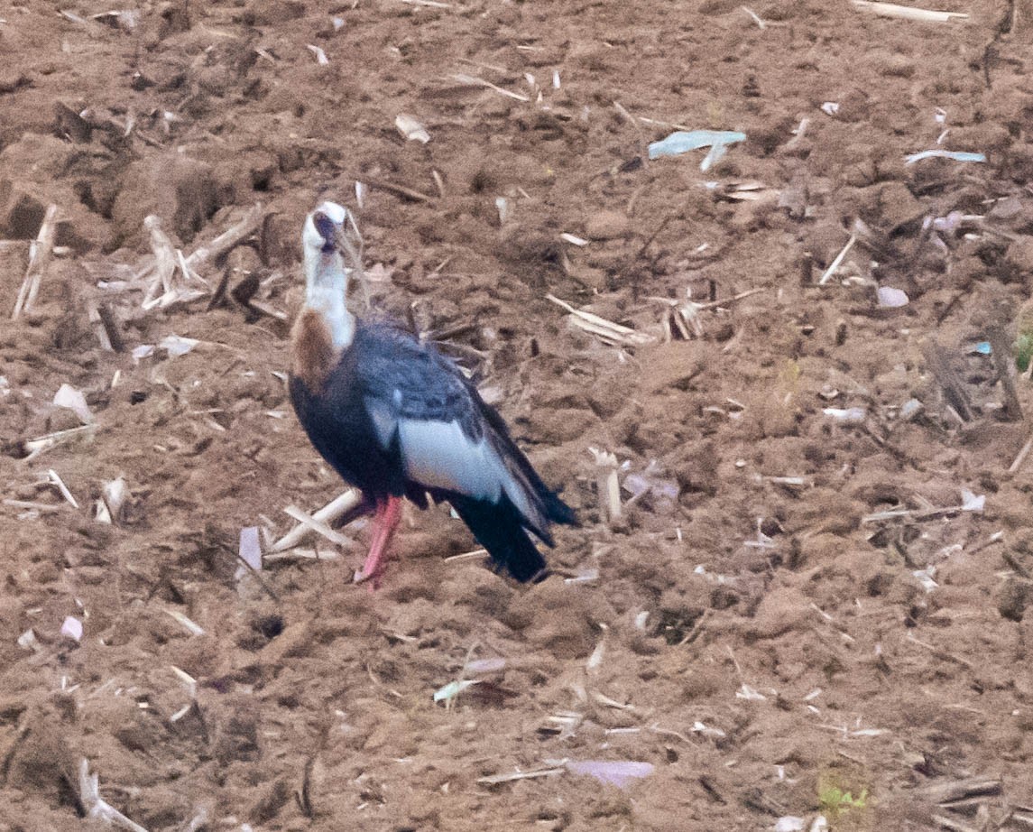 Buff-necked Ibis - ML646853462