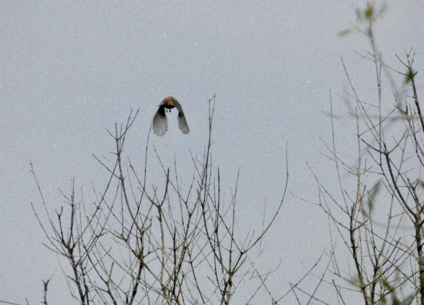 Rougequeue noir - ML646853463