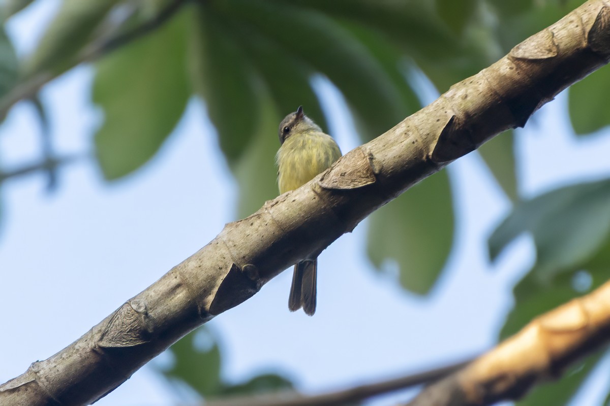 Orman Elenyası - ML646853465