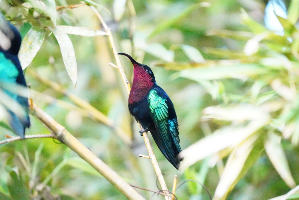 Purple-throated Carib - ML646853476