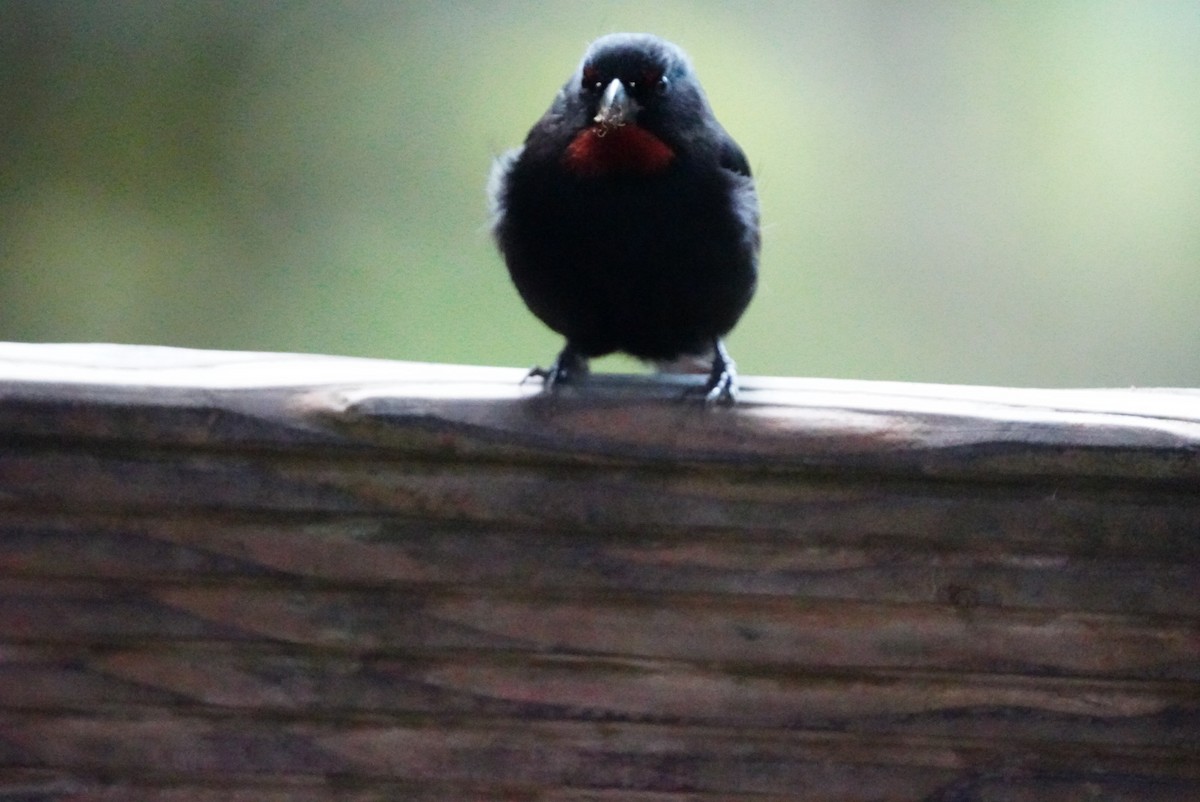 Lesser Antillean Bullfinch - ML646853478