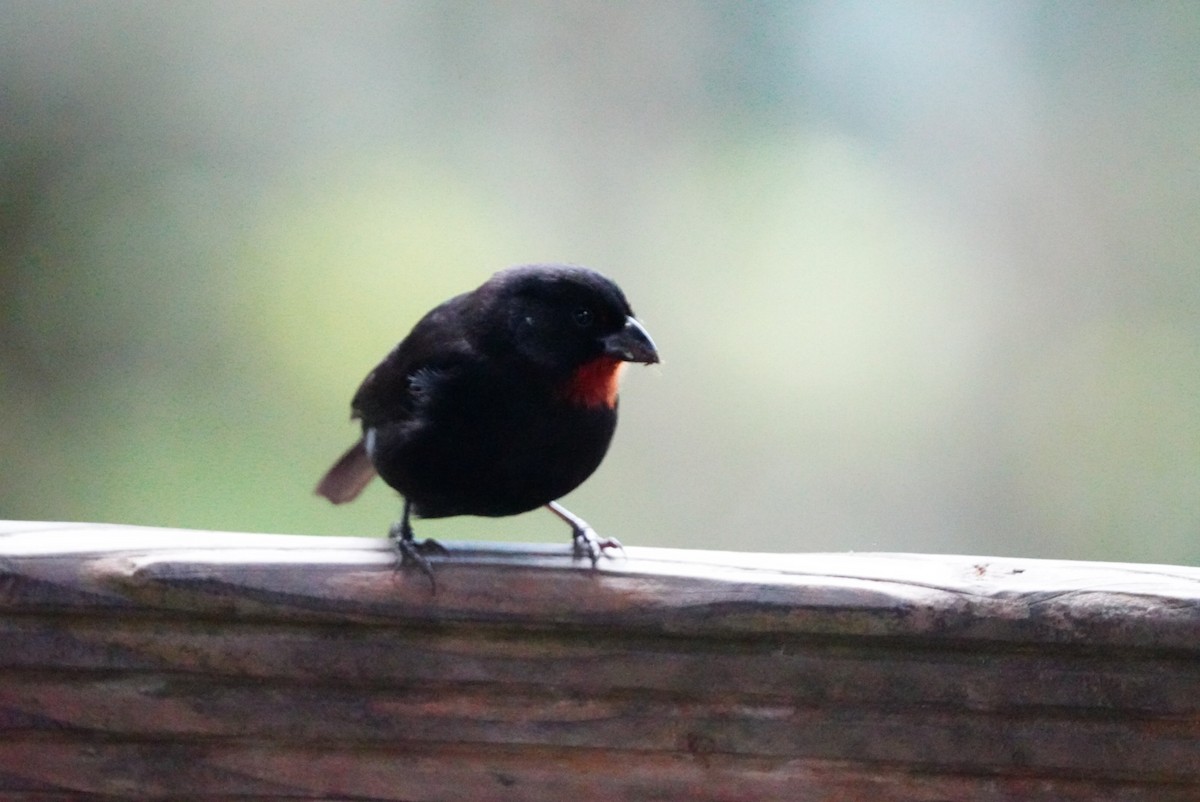 Lesser Antillean Bullfinch - ML646853479