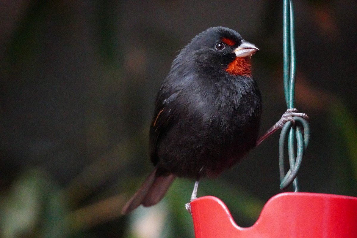 Lesser Antillean Bullfinch - ML646853480