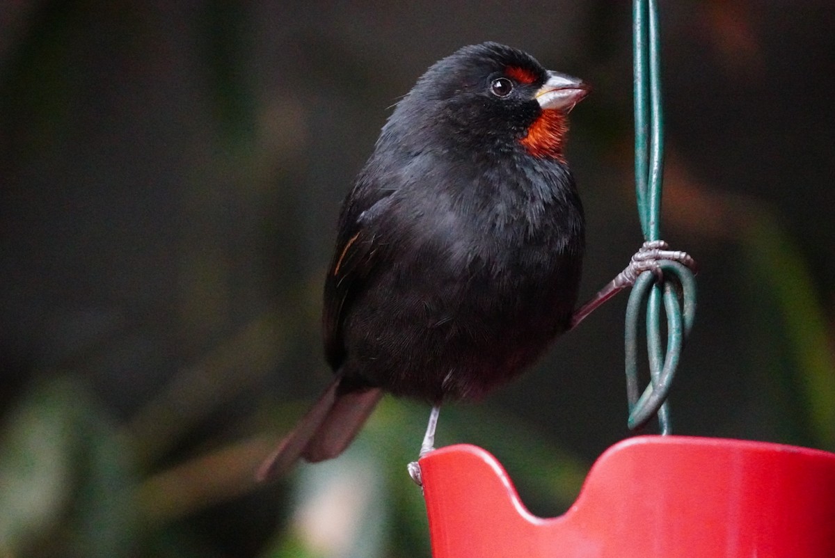 Lesser Antillean Bullfinch - ML646853481