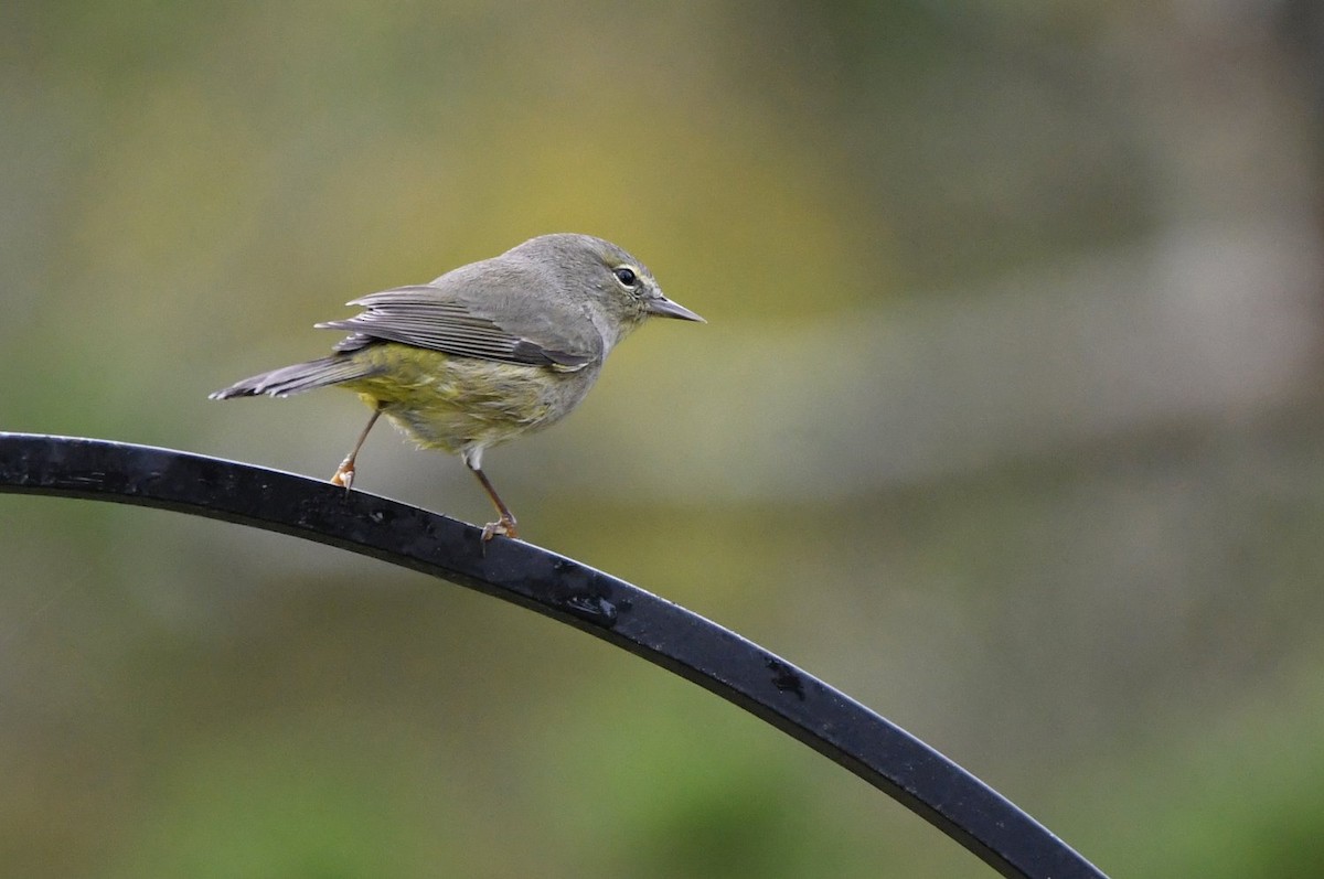 Orange-crowned Warbler - ML646853487