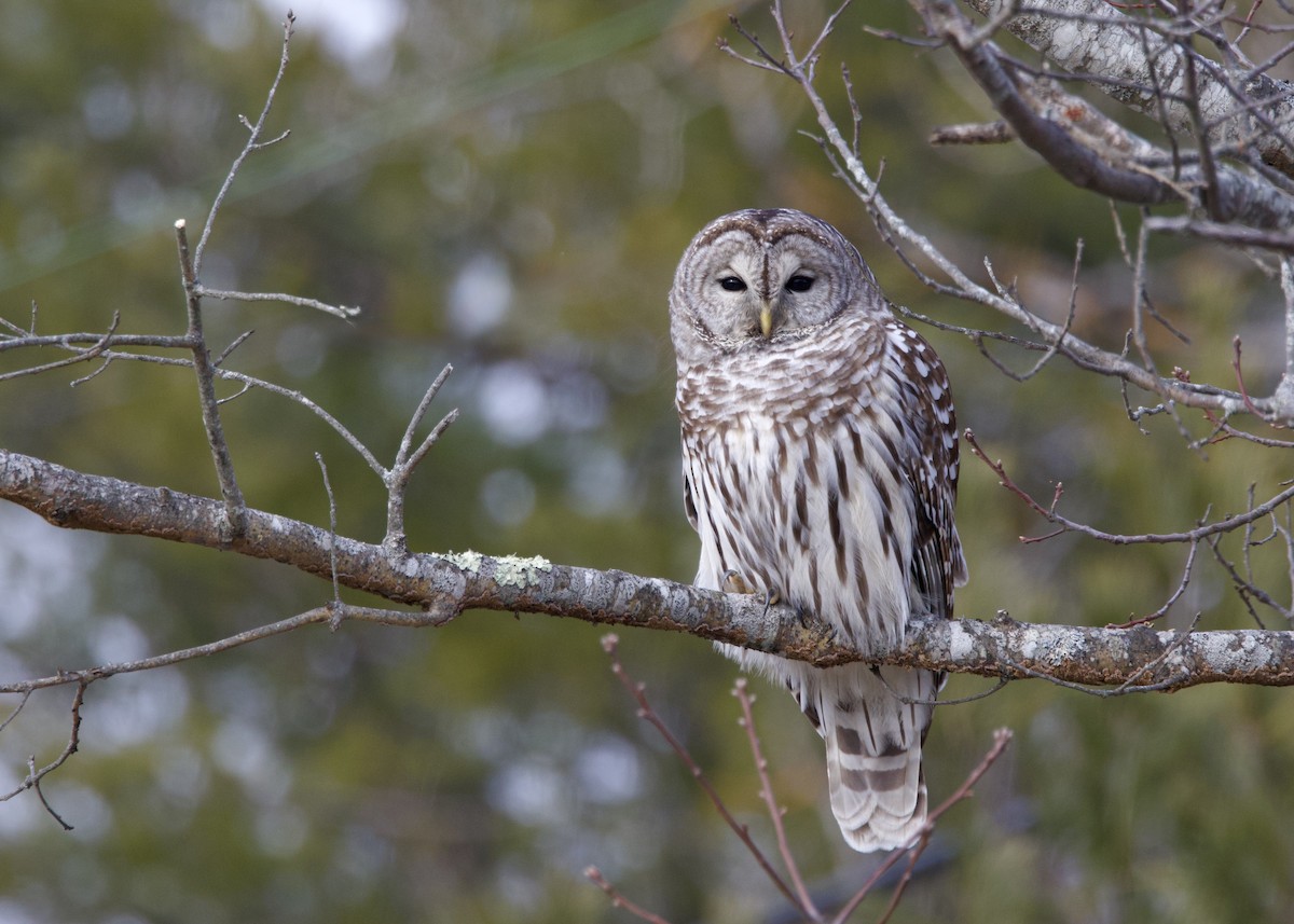 Barred Owl - ML646853488