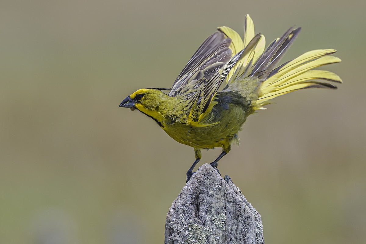 Yellow Cardinal - ML646853493
