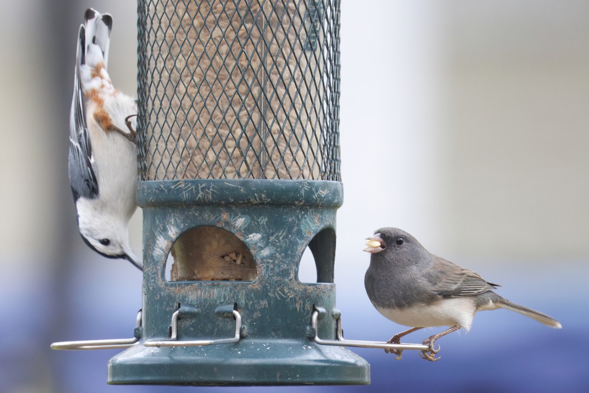 Junco ardoisé - ML646853495