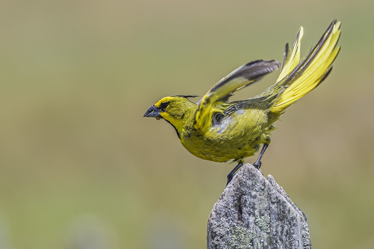 Yellow Cardinal - ML646853496
