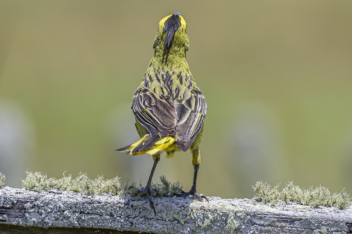 Yellow Cardinal - ML646853498