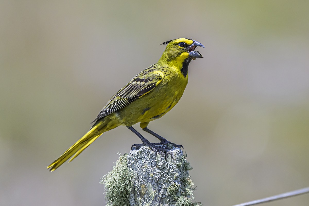 Yellow Cardinal - ML646853500