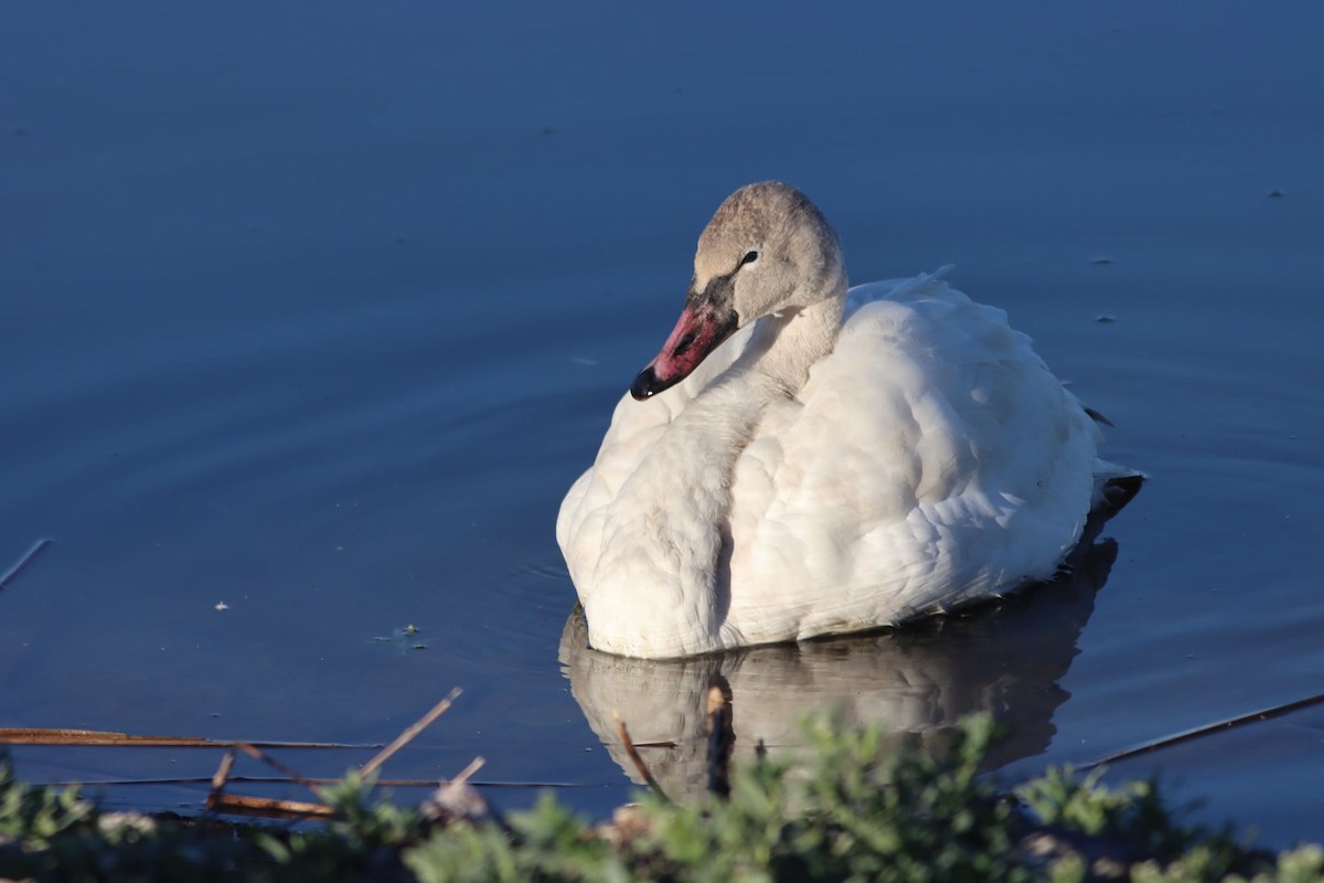 Tundra Swan - ML646853503