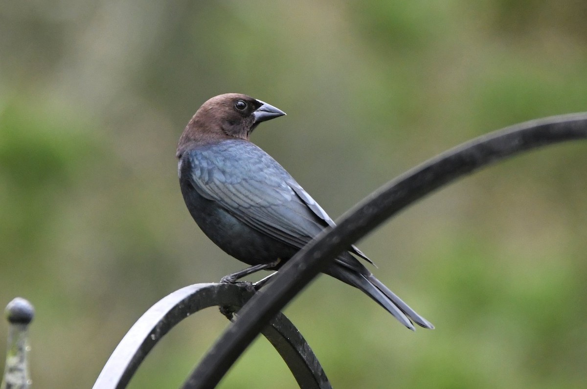 Braunkopf-Kuhstärling - ML646853504