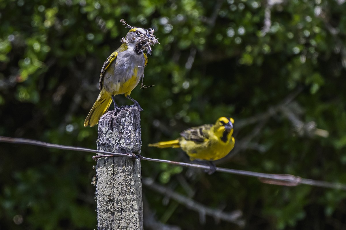 Yellow Cardinal - ML646853506
