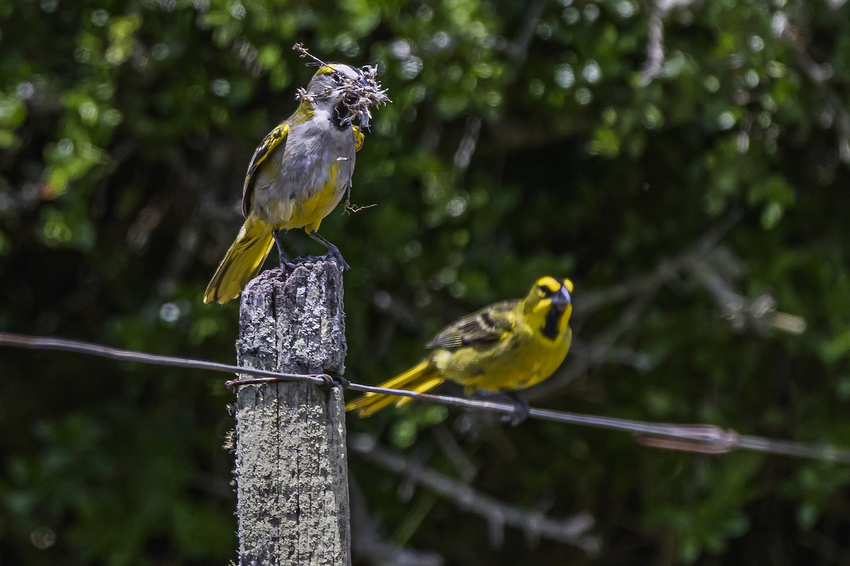 Yellow Cardinal - ML646853507