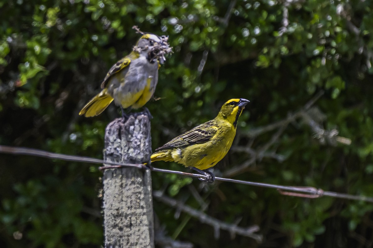 Yellow Cardinal - ML646853508