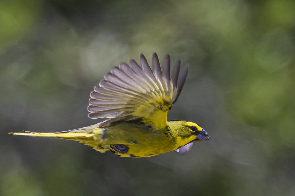 Yellow Cardinal - ML646853509