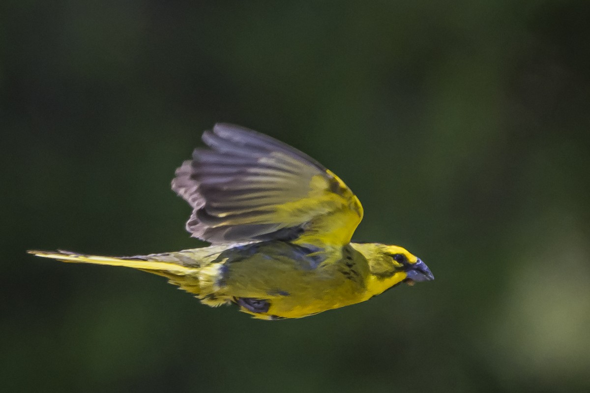 Yellow Cardinal - ML646853511